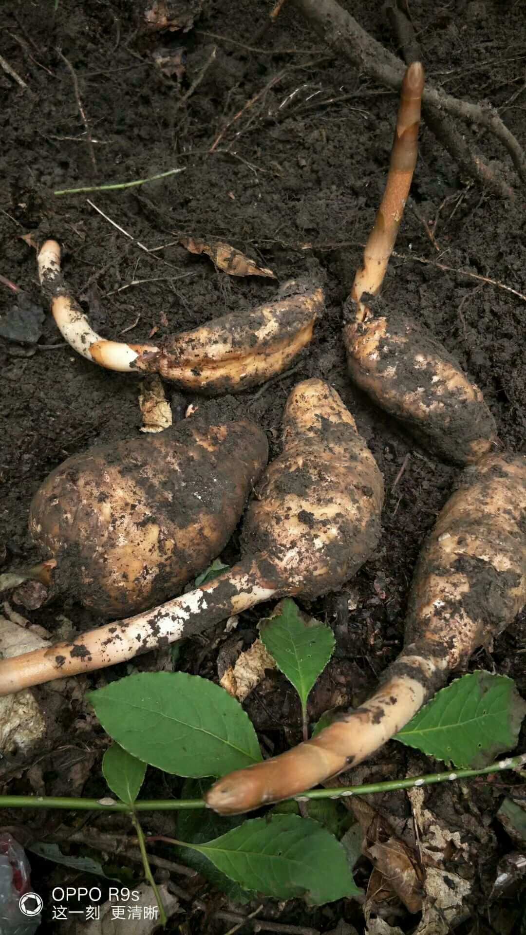 山野珍品 野生天麻的自然饋贈(zèng)與人文價(jià)值